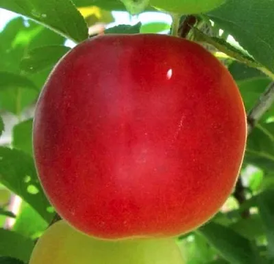 Плумкот БИРИКОККОЛО БОЛОГНЕС  Плумкот БИРИКОККОЛО БОЛОГНЕС в Нижнем Тагиле