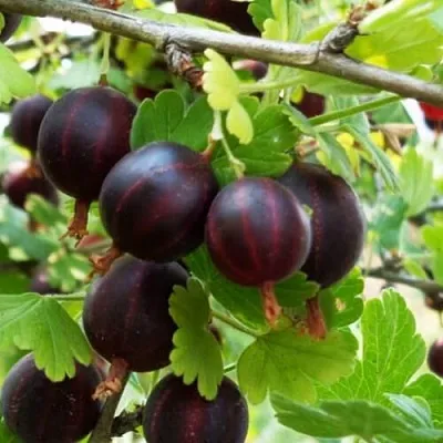 Крыжовник СЕВЕРНЫЙ КАПИТАН в Нижнем Тагиле