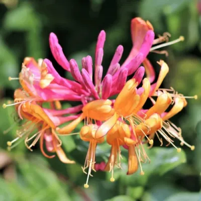 Жимолость ГЕКРОТА в Нижнем Тагиле