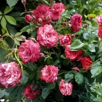 Саженцы роз БРАУНИ плетистая — описание сорта Саженцы роз БРАУНИ плетистая в Нижнем Тагиле