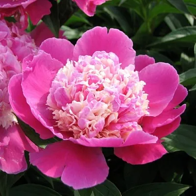 Пион КОРА СТАББС травянистый  Пион КОРА СТАББС травянистый в Нижнем Тагиле