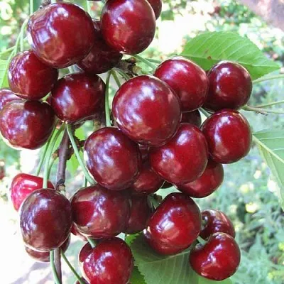 Черешня ОДРИНКА  Черешня ОДРИНКА в Нижнем Тагиле