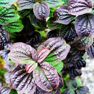 дерен КОМПРЕССА кроваво-красный  дерен КОМПРЕССА кроваво-красный в Нижнем Тагиле