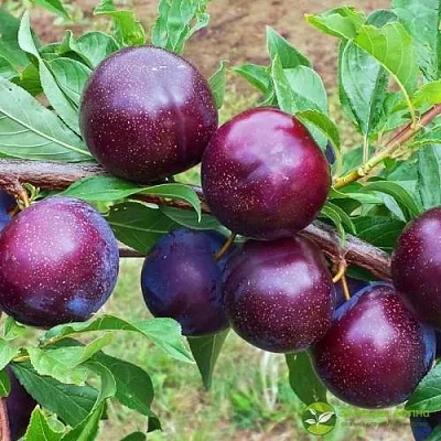 Шарафуга ВЕЛЬВЕТ САНРАЙЗ  Шарафуга ВЕЛЬВЕТ САНРАЙЗ в Нижнем Тагиле