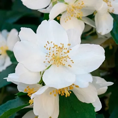 Жасмин ЮСТИНКА  Жасмин ЮСТИНКА в Нижнем Тагиле