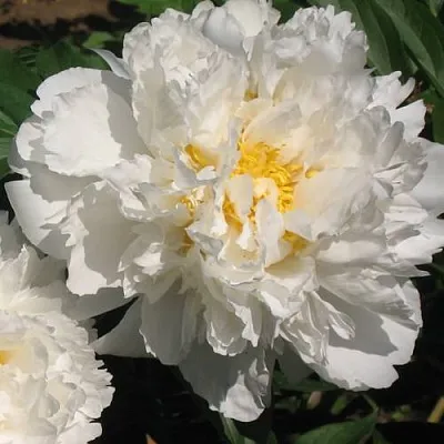 Пион БОУЛ ОФ КРИМ травянистый  Пион БОУЛ ОФ КРИМ травянистый в Нижнем Тагиле