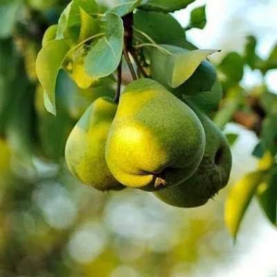 Груша СТОЛИЧНАЯ колонновидная  Груша СТОЛИЧНАЯ колонновидная в Нижнем Тагиле
