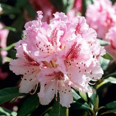 Рододендрон ЧИР в Нижнем Тагиле