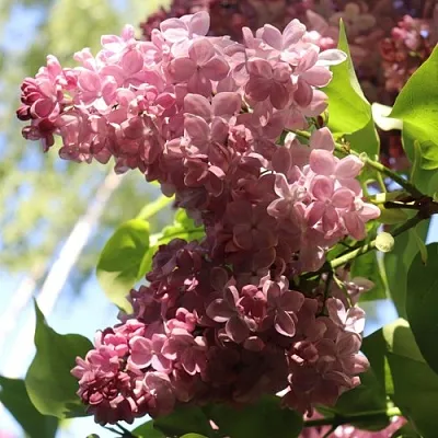 Сирень МЕДОВЫЙ СПАС в Нижнем Тагиле