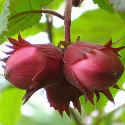 Фундук АЙВЕНГО  Фундук АЙВЕНГО в Нижнем Тагиле