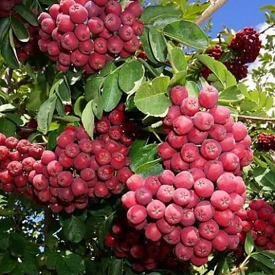 Рябина ГРАНАТНАЯ сладкоплодная  Рябина ГРАНАТНАЯ сладкоплодная в Нижнем Тагиле