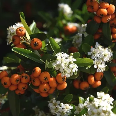 Пираканта в Нижнем Тагиле