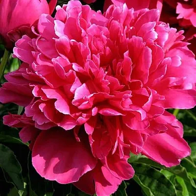 Пион ВИКТУАР ДЕ ЛА МАРН травянистый  Пион ВИКТУАР ДЕ ЛА МАРН травянистый в Нижнем Тагиле