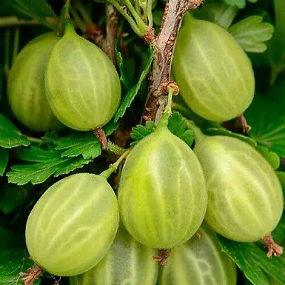 Крыжовник УРАЛЬСКИЙ ИЗУМРУД в Нижнем Тагиле