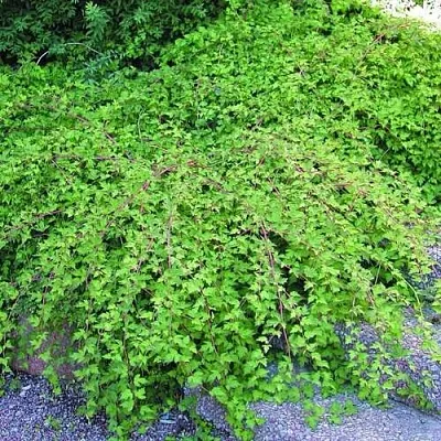 Стефанандра в Нижнем Тагиле