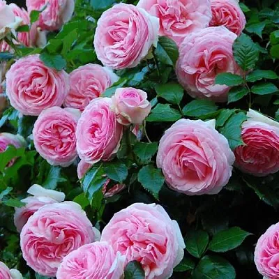 Саженцы роз ПЬЕР ДЕ РОНСАР плетистая  Саженцы роз ПЬЕР ДЕ РОНСАР плетистая в Нижнем Тагиле