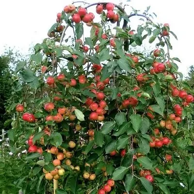 Яблоня ХЮВИНГИЕНЗИС декоративная  Яблоня ХЮВИНГИЕНЗИС декоративная в Нижнем Тагиле