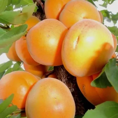 Абрикос ДЕСЕРТНЫЙ — описание сорта Абрикос ДЕСЕРТНЫЙ в Нижнем Тагиле
