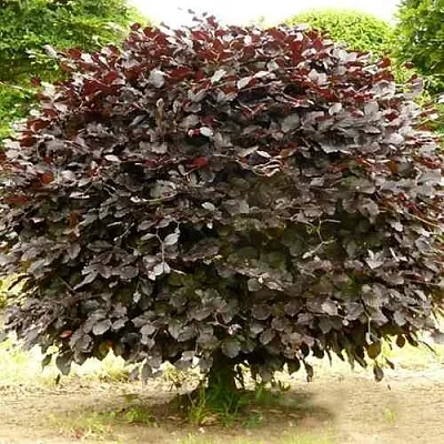 Бук лесной АТРОПУНИЦЕА  Бук лесной АТРОПУНИЦЕА в Нижнем Тагиле