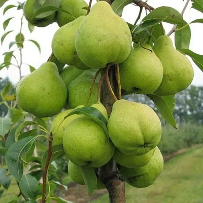 Груша ДЕКОР колонновидная  Груша ДЕКОР колонновидная в Нижнем Тагиле