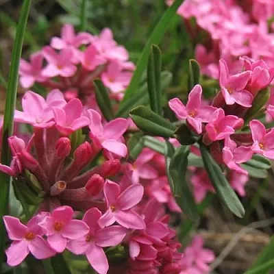 Волчеягодник в Нижнем Тагиле