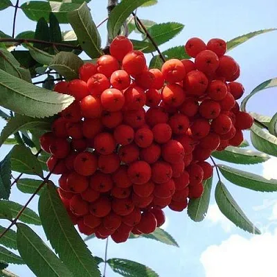 Рябина САХАРНАЯ ПЕТРОВА сладкоплодная  Рябина САХАРНАЯ ПЕТРОВА сладкоплодная в Нижнем Тагиле