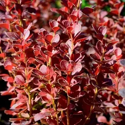 Барбарис ВУЛКАНО тунберга в Нижнем Тагиле