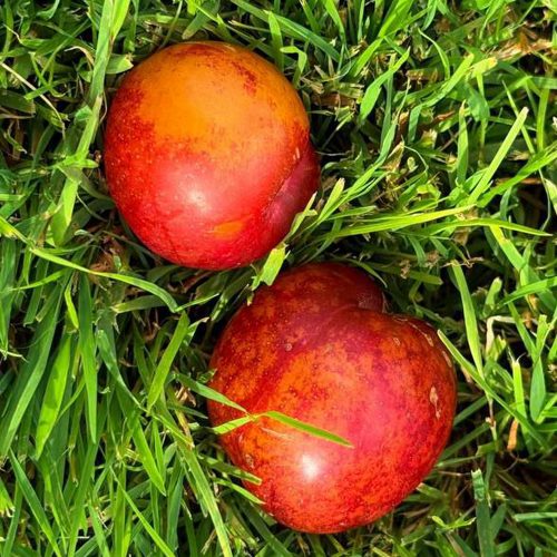 Шарафуга НЕКТАРИННАЯ в Нижнем Тагиле