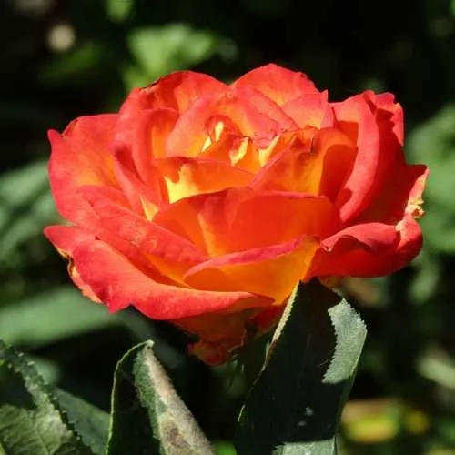 Роза ЛИНА чайно-гибридная  в Нижнем Тагиле