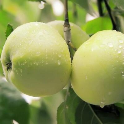 Саженцы яблони оптом в Нижнем Тагиле