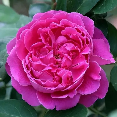Роза ПОЛЬ НЕЙРОН шраб  в Нижнем Тагиле