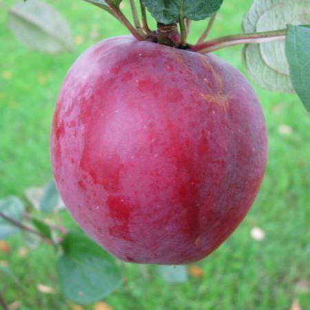 Яблоня ЦЫГАНОЧКА в Нижнем Тагиле