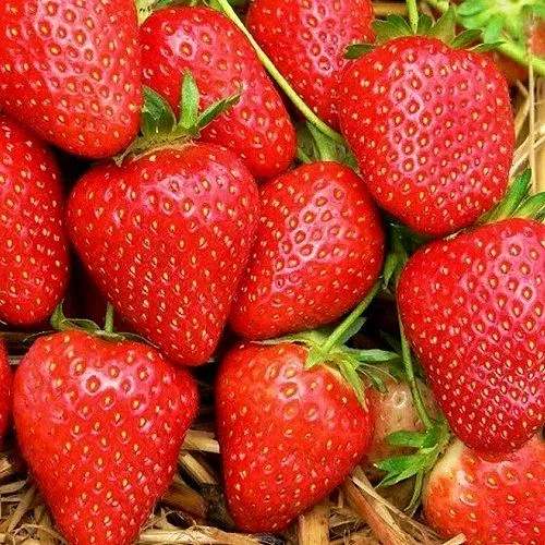 Клубника КВИКИ в Нижнем Тагиле