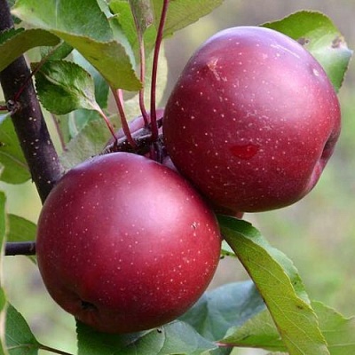 Яблоня красномясая в Нижнем Тагиле