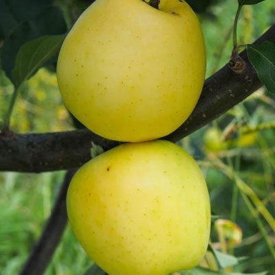 Яблоня АНАНАС в Нижнем Тагиле