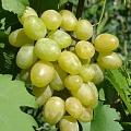 Виноград в Нижнем Тагиле