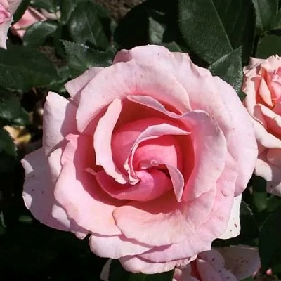Роза ПОЭЗИЯ флорибунда в Нижнем Тагиле