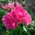 Роза АНГЕЛА флорибунда в Нижнем Тагиле