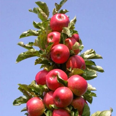 Яблоня СОЗВЕЗДИЕ колонновидная в Нижнем Тагиле