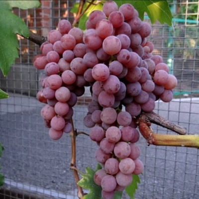 Виноград ЭЛЕГИЯ в Нижнем Тагиле