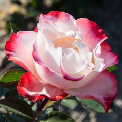 Роза НОСТАЛЬЖИ чайно-гибридная  в Нижнем Тагиле