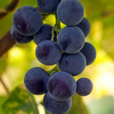 Виноград МАРС в Нижнем Тагиле