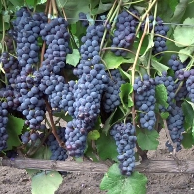 Виноград ЗИЛГА в Нижнем Тагиле