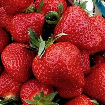 Клубника КЛЕРИ в Нижнем Тагиле