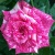 Роза ПИНК ИНТУИШН чайно-гибридная  в Нижнем Тагиле