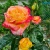 Роза ВОСТОЧНЫЙ ЭКСПРЕСС чайно-гибридная  в Нижнем Тагиле