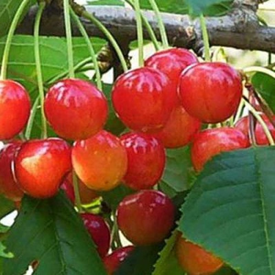Черешня ДОНЧАНКА в Нижнем Тагиле