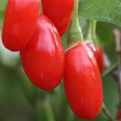 Годжи (чудо-ягода) в Нижнем Тагиле