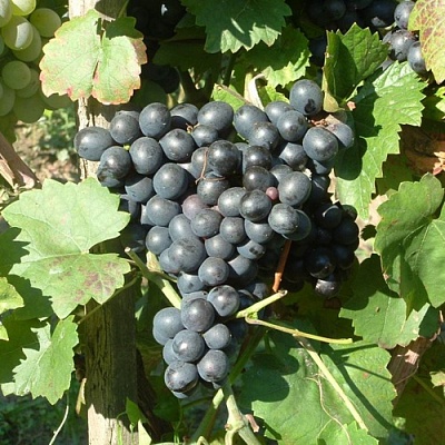 Виноград ЭСТЕР (R-65) в Нижнем Тагиле