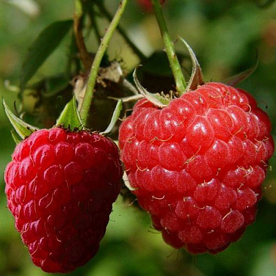 Кустовая в Нижнем Тагиле